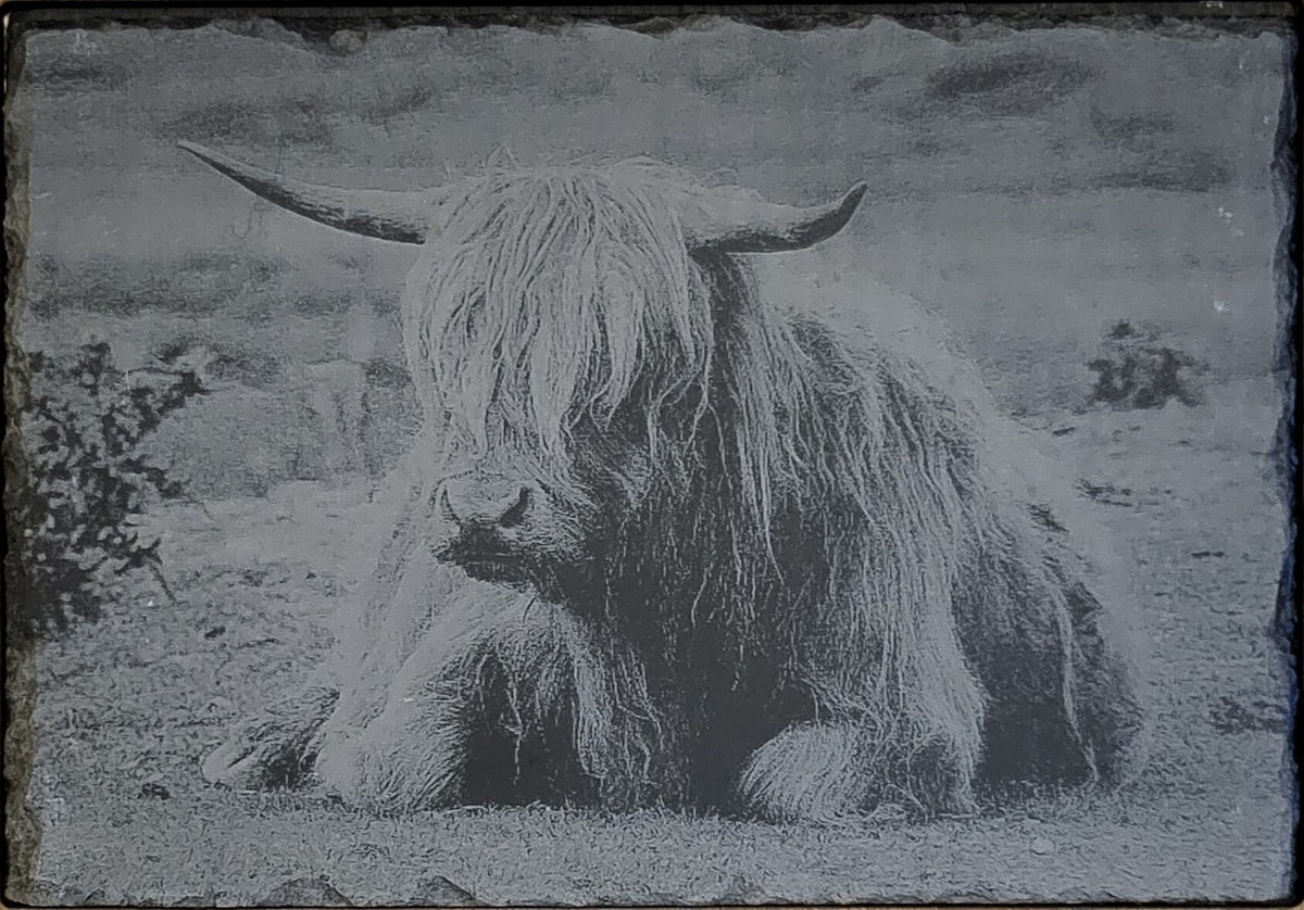 Lasered Engraved slate of Highland cow