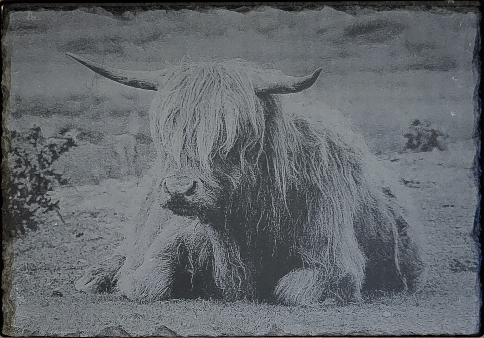 Lasered Engraved slate of Highland cow