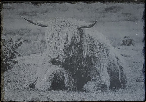 Lasered Engraved slate of Highland cow